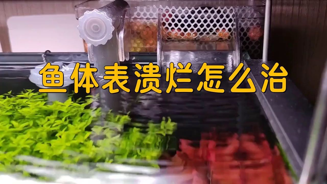銀龍魚潰爛多久會死