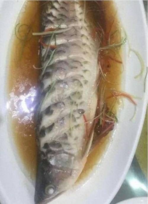 最便宜的銀龍魚多少錢一條圖片