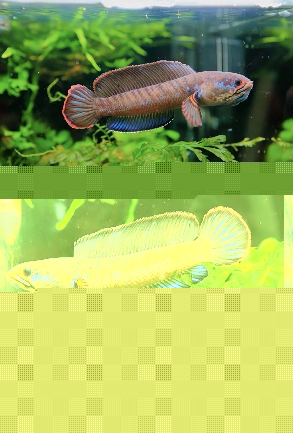 雷龍魚多少錢一 條