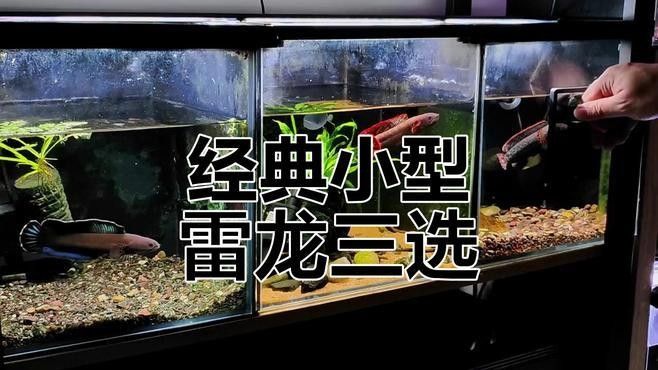 雷龍魚多少錢一 條