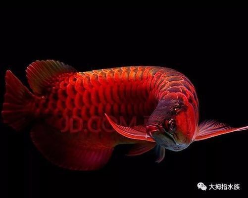 紅龍魚小時候，紅龍魚在幼年時期的特征