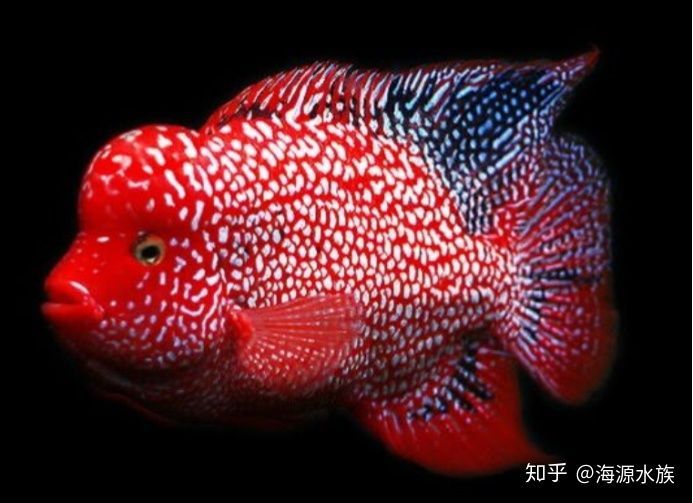 和龍魚長的像的魚