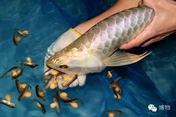 龍魚口孵：龍魚的口孵過程是怎樣的？