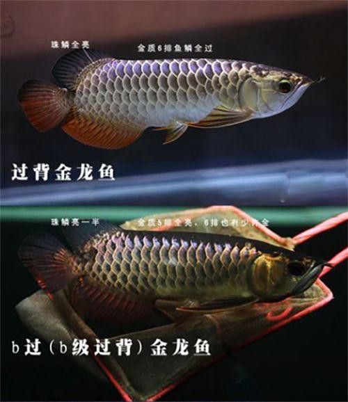 金龍魚怎么區分過背和高背圖片