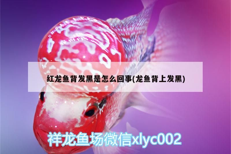 紅龍魚背發黑是怎么回事(龍魚背上發黑)