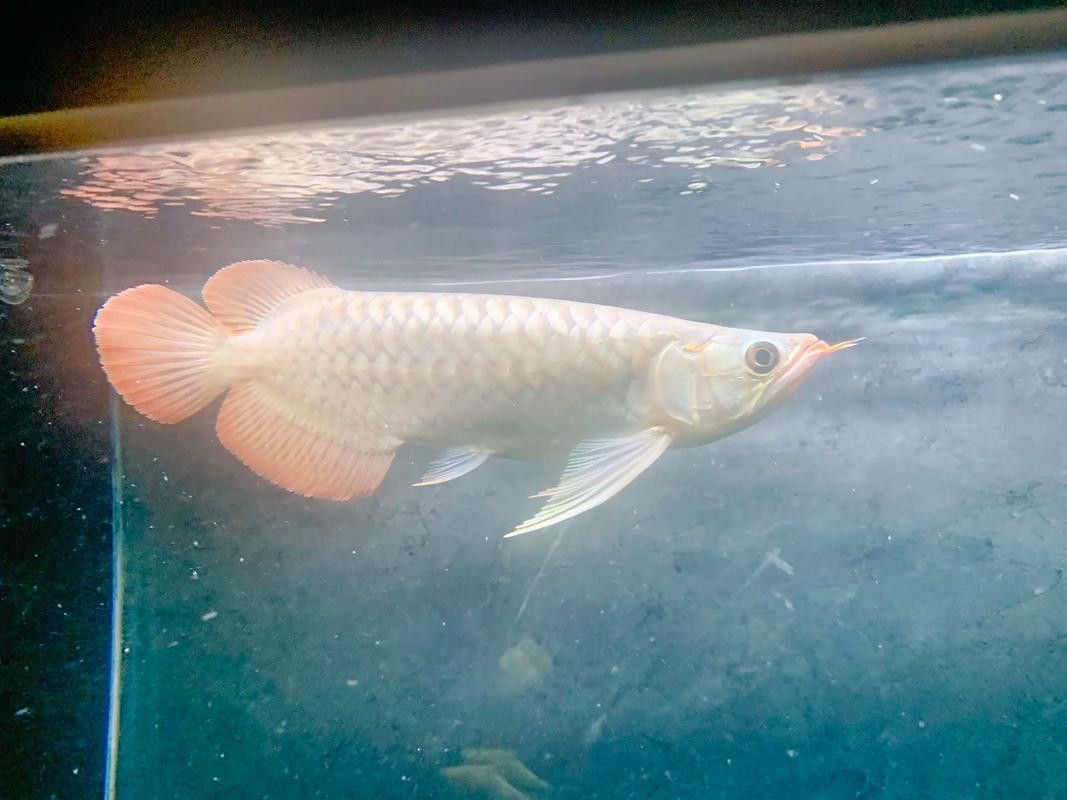 紅龍魚的樣子圖片大全集
