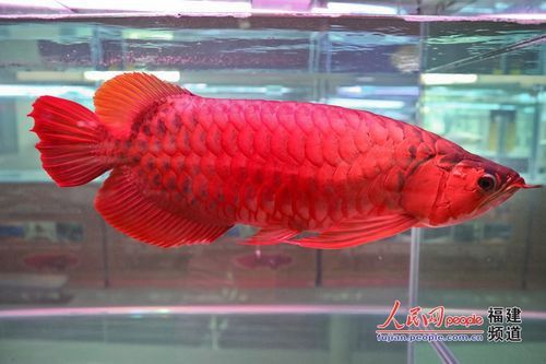 紅龍魚的樣子圖片大全集