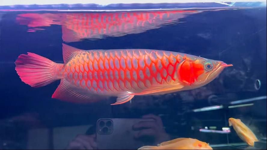 紅龍魚的樣子圖片大全集