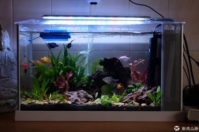龍魚缸的燈晚上需要關嗎：龍魚缸的燈晚上需要關閉龍魚缸的燈晚上需要關嗎