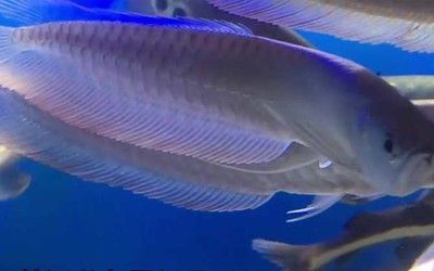 銀龍魚瞎一只眼會死嗎（銀龍魚瞎一只眼會導致死亡嗎？）