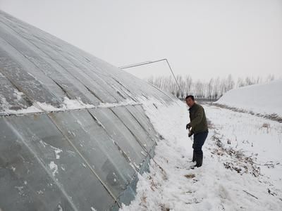 冬季雪龍魚保溫技巧：冬季雪龍魚保溫技巧，雪龍魚換水最佳時機，