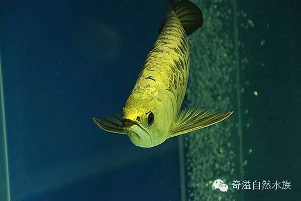 霸王金龍魚：霸王金龍魚的飼養方法