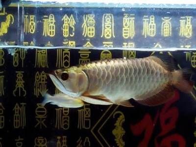 廣州觀賞魚批發市場323祥龍魚場（廣州323祥龍魚場地址在哪）