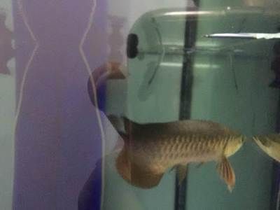 北京哪里賣金龍魚，北京金龍魚市場價格對比