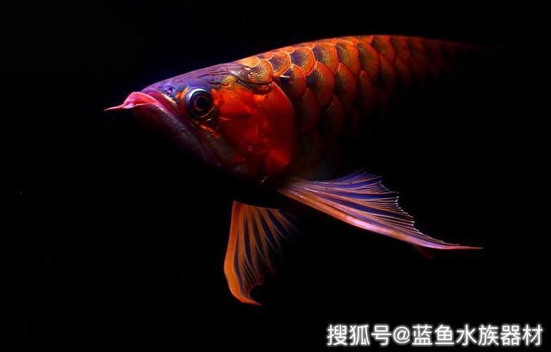 紅龍魚生長變化過程圖片視頻（紅龍魚生長變化過程圖片視頻大全）