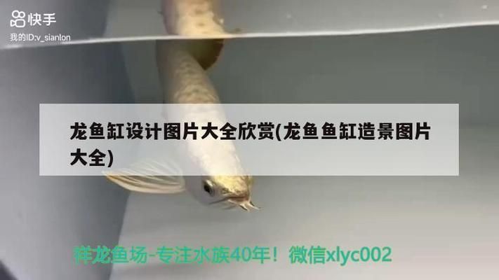 龍魚缸石頭造景：青龍石魚缸造景技巧