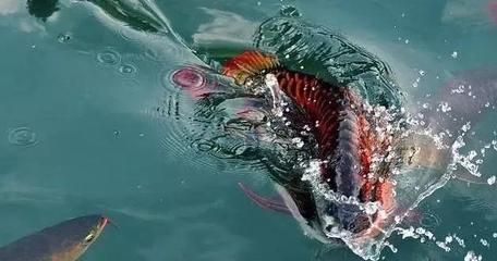 龍魚鱗片松動怎么辦：龍魚鱗片松動可能是由于水質不佳或飼養不當引起的