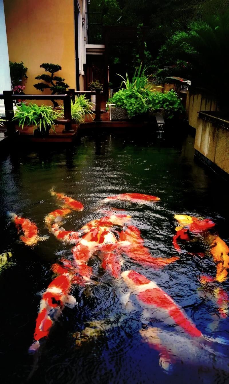 錦鯉和龍魚哪個更容易養殖？