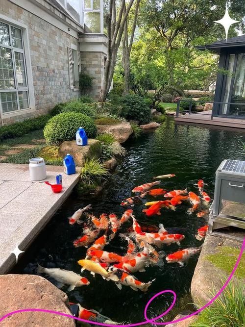 錦鯉和龍魚哪個更容易養殖？