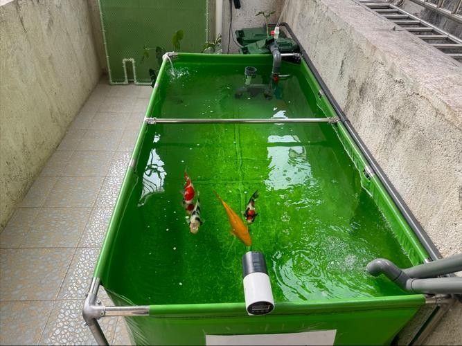 錦鯉和龍魚哪個更容易養殖？
