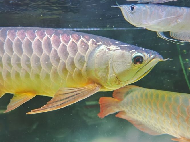 金龍魚眼睛長白點(diǎn)是什么原因：金龍魚眼睛長白點(diǎn)是什么原因主要有以下幾個(gè)方面