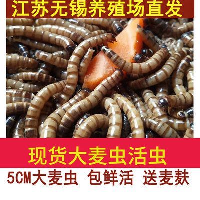 龍魚長期吃大麥蟲會怎么樣，龍魚長期吃大麥蟲會怎樣：長期吃大麥蟲會怎么樣