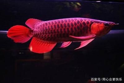 中國最貴龍魚（中國最貴的龍魚多少錢？）