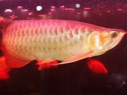 全白缸養紅龍魚怎么褪色了呢（全白缸養紅龍魚褪色）