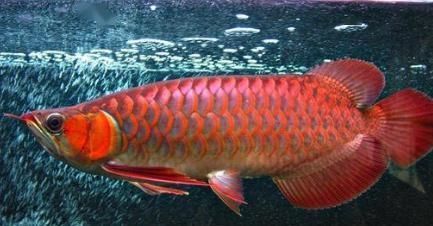 全白缸養紅龍魚怎么褪色了呢（全白缸養紅龍魚褪色）
