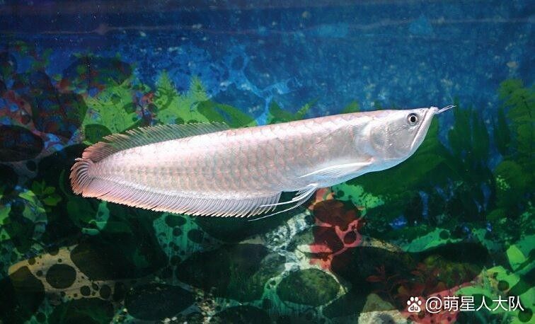 銀龍魚苗圖片欣賞視頻播放