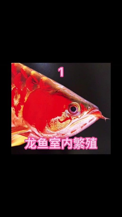 龍魚幼崽圖片