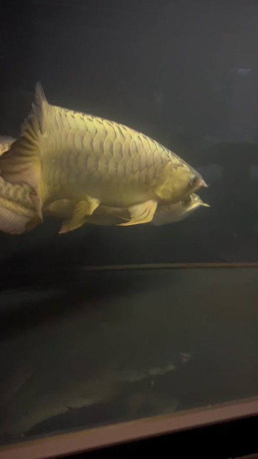 龍魚幼崽圖片