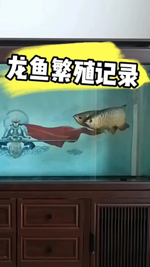 龍魚幼崽圖片