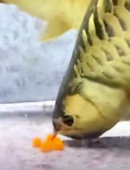 龍魚幼崽圖片