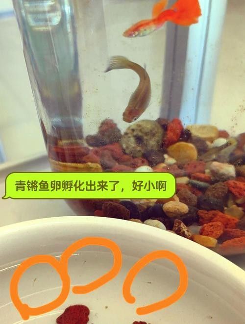 龍魚幼崽圖片