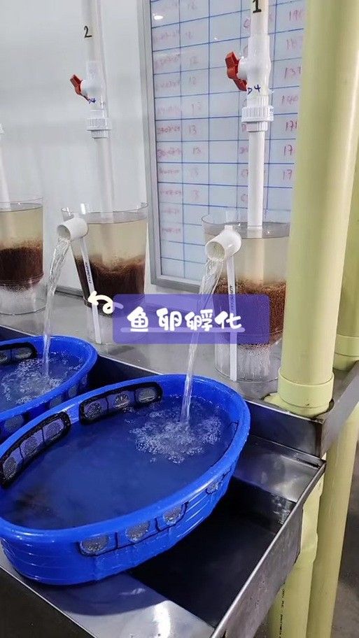 龍魚幼崽圖片