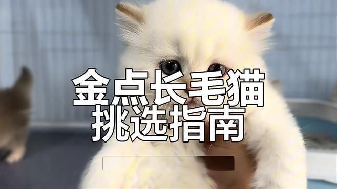 金點貓怎么看純不純