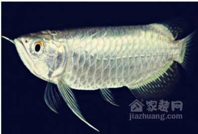 白金龍魚價(jià)格走勢圖分析（白金龍魚價(jià)格行情_龍魚市場價(jià)格行情_走勢）