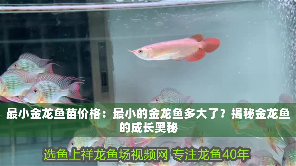 最小金龍魚苗價格：最小的金龍魚多大了？揭秘金龍魚的成長奧秘