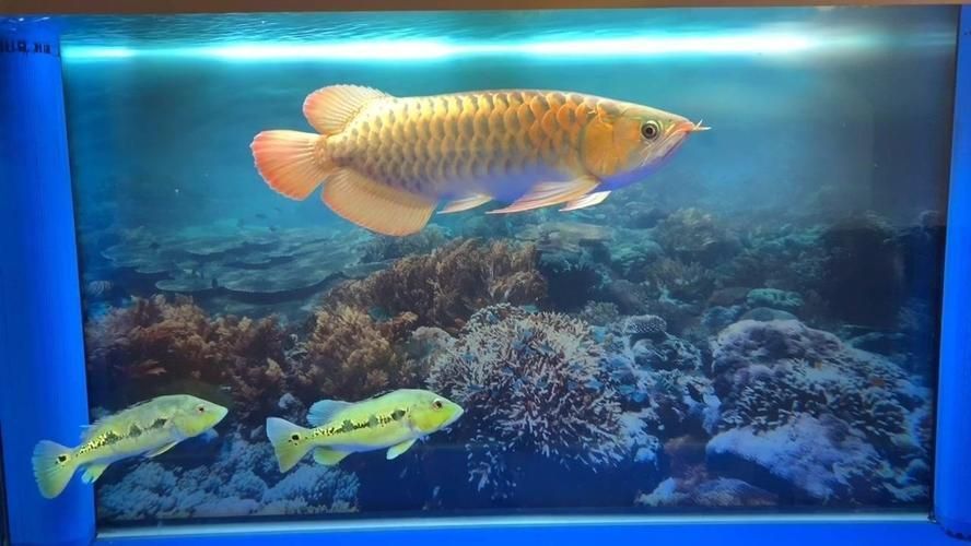 紅龍魚褪色沒精神怎么辦：紅龍魚褪色和沒精神怎么辦