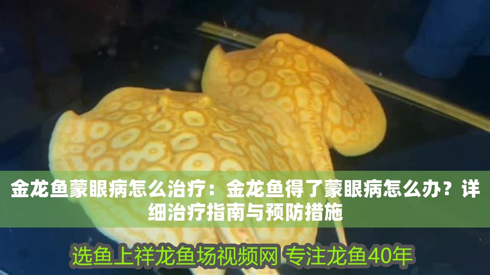 金龍魚蒙眼病怎么治療：金龍魚得了蒙眼病怎么辦？詳細(xì)治療指南與預(yù)防措施