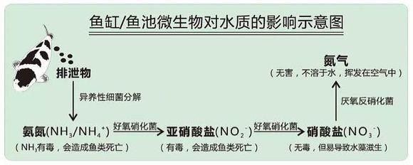 濾材選擇對水質影響分析：如何選擇適合龍魚的濾材？