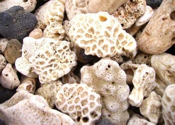 濾材選擇對水質影響分析：如何選擇適合龍魚的濾材？