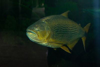龍魚繁殖基地圖片：關于龍魚繁殖基地的具體介紹