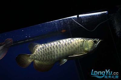 50公分銀龍魚混養(yǎng)20公分金龍（50公分銀龍魚和20公分金龍魚能混養(yǎng)嗎） 50公分銀龍魚混養(yǎng)20公分金龍（50公分銀龍魚和20公分金龍魚能混養(yǎng)嗎） 龍魚百科 第3張