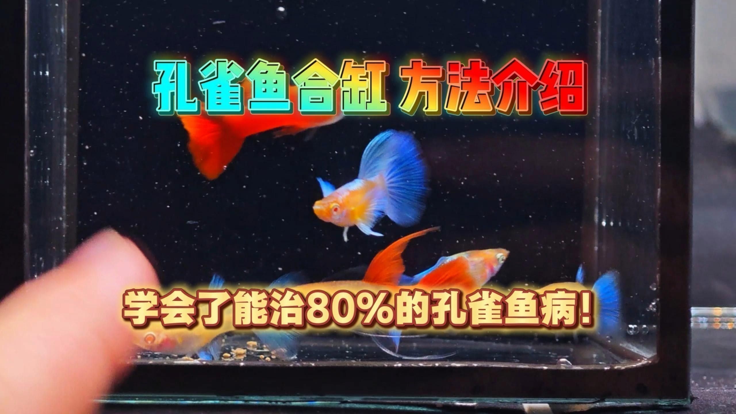 銀龍魚和孔雀魚能一起養嗎