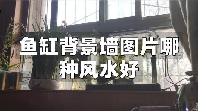 如何選擇適合龍魚缸的壁紙？