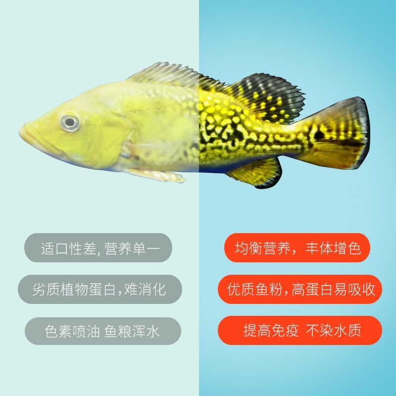 龍魚吸收營養(yǎng)先長哪里（幼魚期的龍魚吸收營養(yǎng)先長哪里龍魚吸收營養(yǎng)先長哪里）