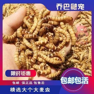 龍魚(yú)飼料蜈蚣能吃嗎：關(guān)于龍魚(yú)飼料蜈蚣能否喂食，龍魚(yú)飼料蜈蚣能吃嗎