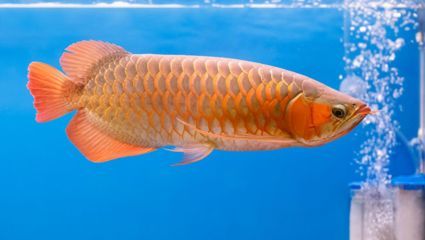 金龍魚需要燈光照射嗎（關于金龍魚光照需求的詳細信息）